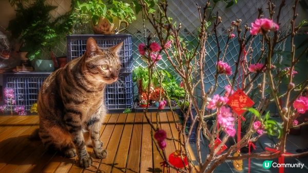 聽說圍住桃花行三個圈可以增加姻緣運的