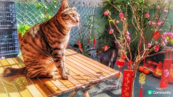 聽說圍住桃花行三個圈可以增加姻緣運的