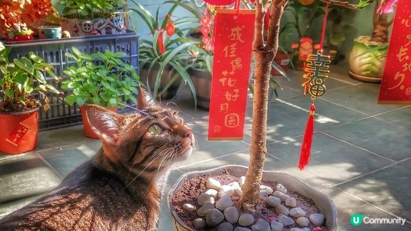 聽說圍住桃花行三個圈可以增加姻緣運的