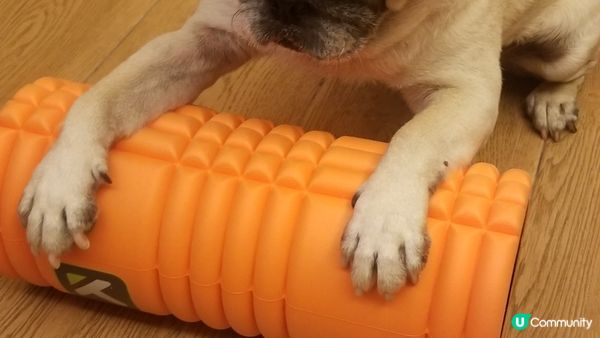 以為轉吓個桶就有零食跌出嚟，原來主人想我拉筋做Yoga.