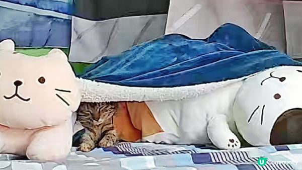 好逼呀，大家姐塞住左被鬥內呀！有左右貓神幫你撐住仲想點？