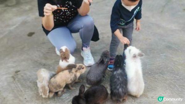 由佢出世就好想帶隻小魔怪去餵下小動物