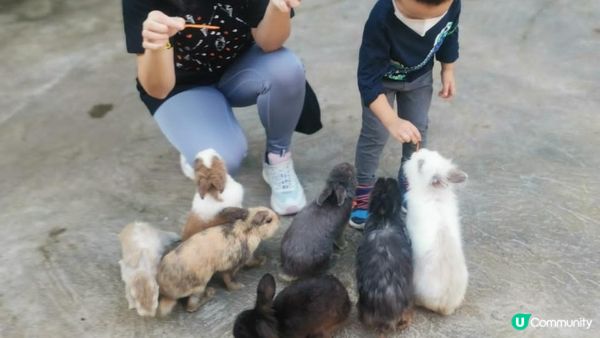 由佢出世就好想帶隻小魔怪去餵下小動物