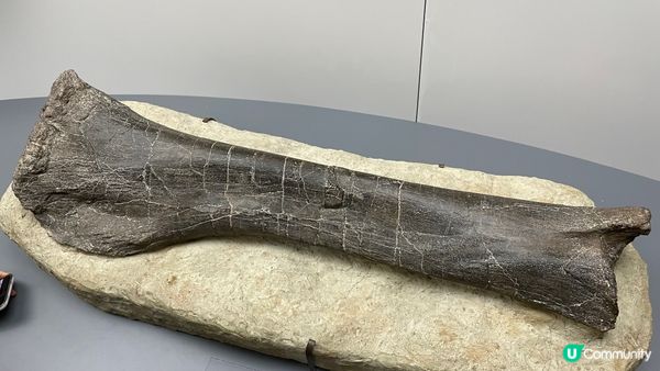 香港科學館的「香港賽馬會呈獻系列：八大‧尋龍記」展覽原定11...