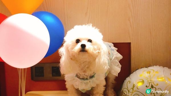 同埋家中寶寶 Kimchi 一家三口去 Dogcation，...