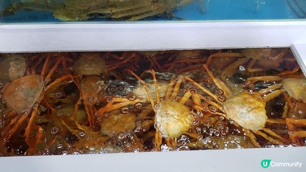 超級大隻嘅松葉蟹