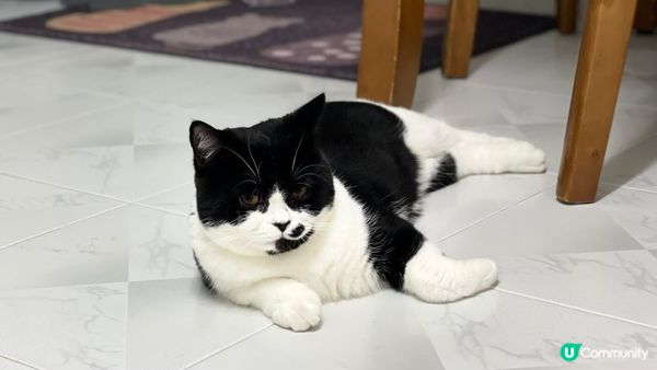 🐱貓貓之日常