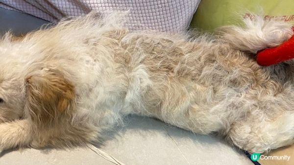 趁佢訓教，穿住條尾🙂（邊個叫你條尾咁長