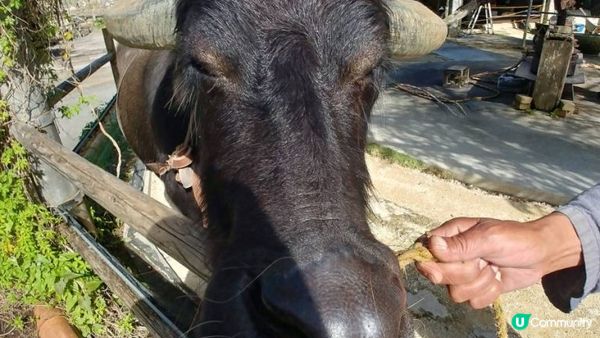 沖繩琉球村︱感受氣魄傳統沖繩舞︱穿越到古琉球︱保育和經濟的共...