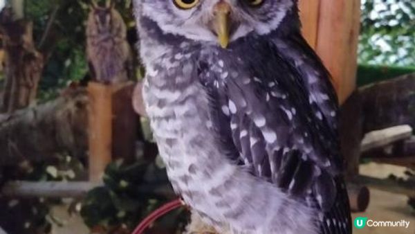 沖繩市內貓頭鷹之家︱當一天馴鷹師︱零距離接觸鸚鵡﹑狐獴﹑蛇︱...