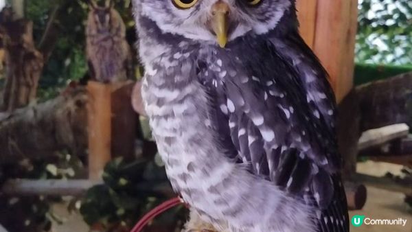 沖繩市內貓頭鷹之家︱當一天馴鷹師︱零距離接觸鸚鵡﹑狐獴﹑蛇︱...