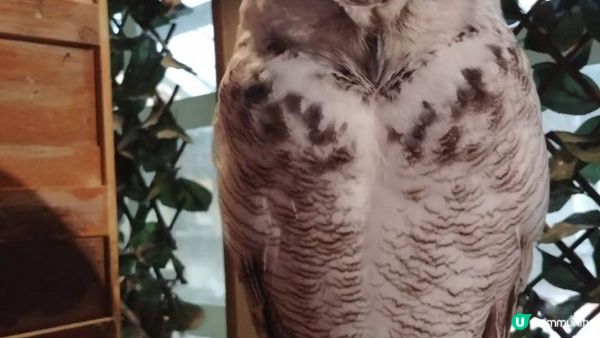 沖繩市內貓頭鷹之家︱當一天馴鷹師︱零距離接觸鸚鵡﹑狐獴﹑蛇︱...