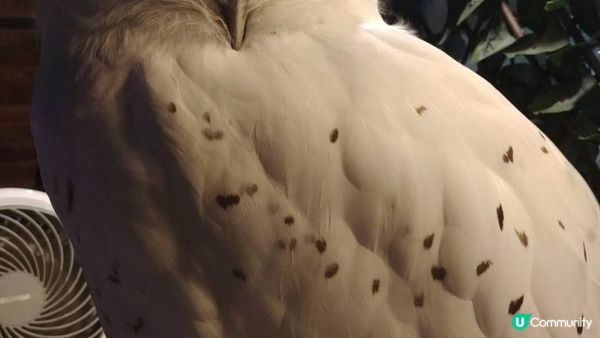 沖繩市內貓頭鷹之家︱當一天馴鷹師︱零距離接觸鸚鵡﹑狐獴﹑蛇︱...