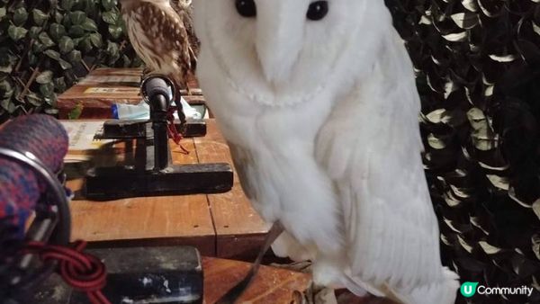 沖繩市內貓頭鷹之家︱當一天馴鷹師︱零距離接觸鸚鵡﹑狐獴﹑蛇︱...