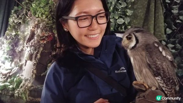 沖繩市內貓頭鷹之家︱當一天馴鷹師︱零距離接觸鸚鵡﹑狐獴﹑蛇︱...