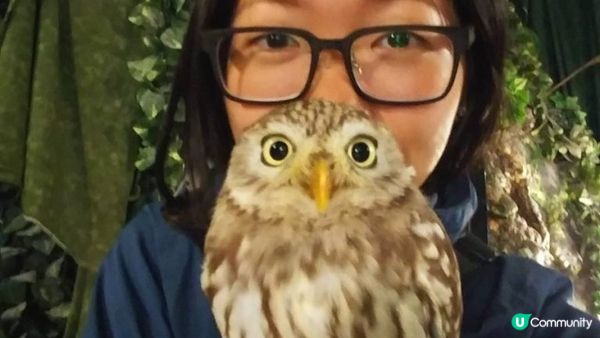 沖繩市內貓頭鷹之家︱當一天馴鷹師︱零距離接觸鸚鵡﹑狐獴﹑蛇︱...