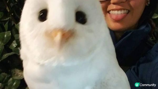 沖繩市內貓頭鷹之家︱當一天馴鷹師︱零距離接觸鸚鵡﹑狐獴﹑蛇︱...