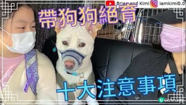 帶狗狗絕育十大注意事項