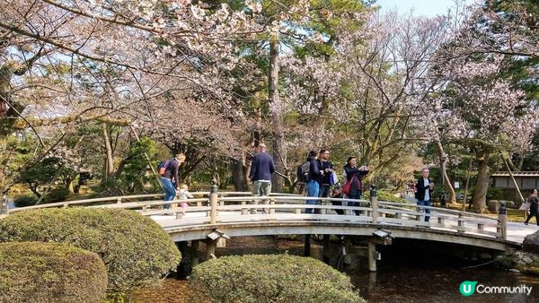 兼六園~  又到櫻花的尾聲了!