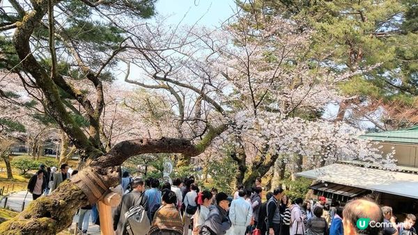 兼六園~  又到櫻花的尾聲了!