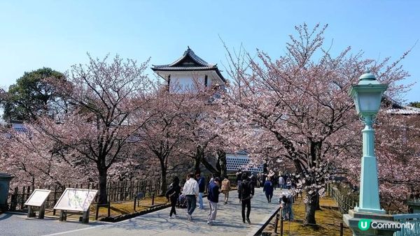 兼六園~  又到櫻花的尾聲了!