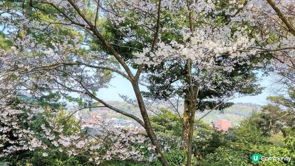 兼六園~  又到櫻花的尾聲了!