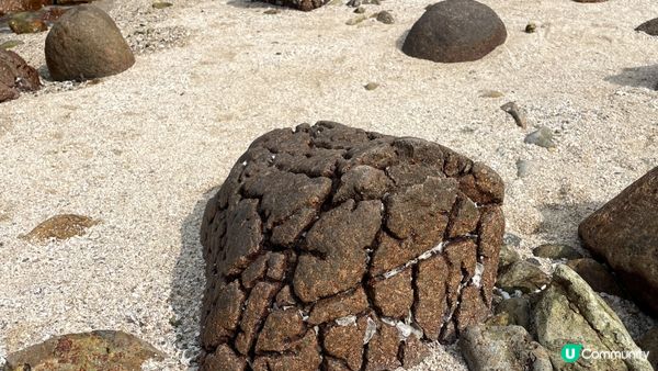 欣賞連島沙洲菠蘿包石