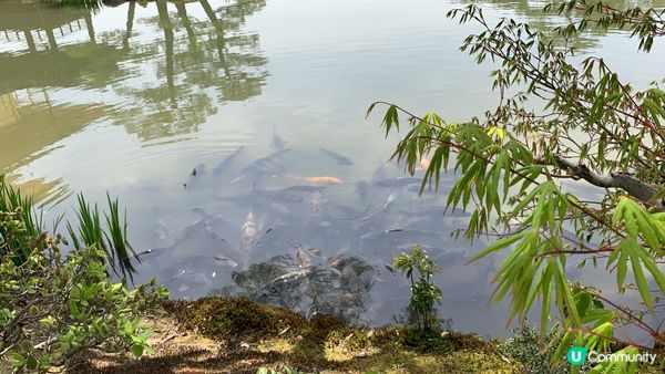 京都金閣寺 散發黃金光輝 連飲杯綠茶都有金箔