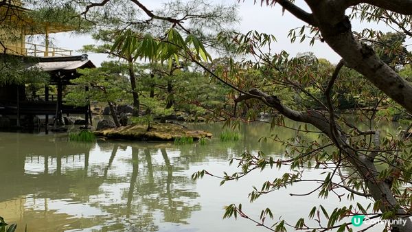 京都金閣寺 散發黃金光輝 連飲杯綠茶都有金箔