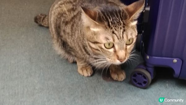 懷舊特色橫街窄巷