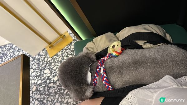 做乖乖陪食專員的🐨