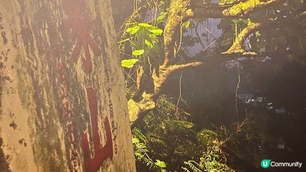 【台北】台北象山步道 - 30分鐘就可以俯瞰信義商區，欣賞日落夜景🌇