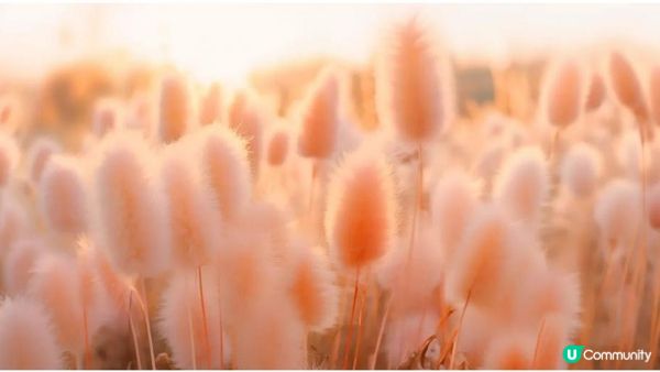 𝗖𝗼𝗹𝗼𝘂𝗿 𝗼𝗳 𝘁𝗵𝗲 𝗬𝗲𝗮𝗿 𝟮𝟬𝟮𝟰出爐！𝗣𝗲𝗮𝗰𝗵 𝗙𝘂𝘇𝘇 🍑