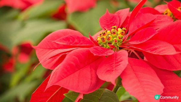 聖誕花五個冷知識：花朵並非紅色！竟然是毒還是藥？