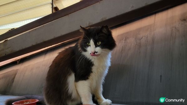 🐈貓出沒主意 🐈‍⬛️ 吸萌萌貓