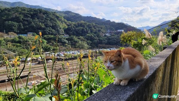 🐈貓出沒主意 🐈‍⬛️ 吸萌萌貓