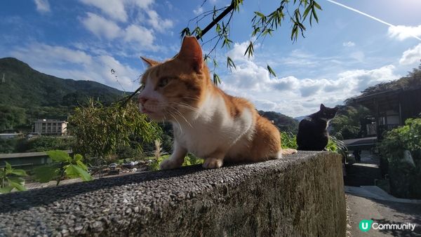🐈貓出沒主意 🐈‍⬛️ 吸萌萌貓