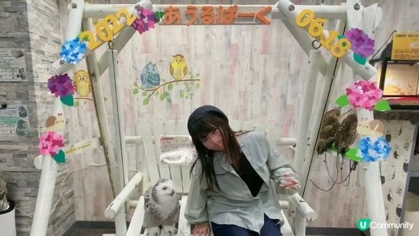 【日本旅遊】貓頭鷹咖啡廳超療癒！零距離萌翻餵食&手中飛翔的馴鷹人體驗｜還能手抱小刺蝟&招財金蛇｜乖巧任摸任掛手上超過癮｜池袋OwlCafe