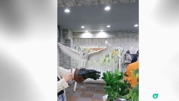 【日本旅遊】貓頭鷹咖啡廳超療癒！零距離萌翻餵食&手中飛翔的馴鷹人體驗｜還能手抱小刺蝟&招財金蛇｜乖巧任摸任掛手上超過癮｜池袋OwlCafe