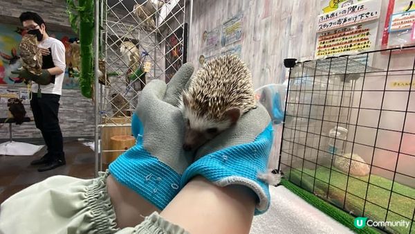 【日本旅遊】貓頭鷹咖啡廳超療癒！零距離萌翻餵食&手中飛翔的馴鷹人體驗｜還能手抱小刺蝟&招財金蛇｜乖巧任摸任掛手上超過癮｜池袋OwlCafe