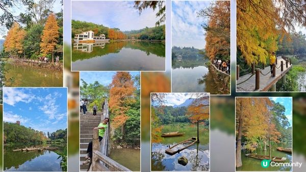 2023落羽杉《深圳仙湖植物園》➕️ 八合里牛肉火鍋 (南湖店)