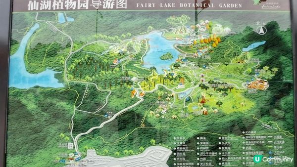 2023落羽杉《深圳仙湖植物園》➕️ 八合里牛肉火鍋 (南湖店)