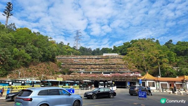 2023落羽杉《深圳仙湖植物園》➕️ 八合里牛肉火鍋 (南湖店)