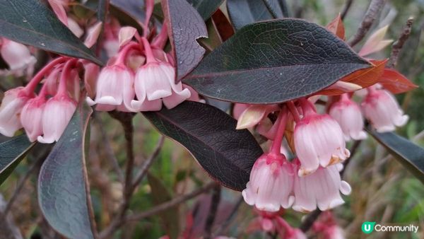 《西貢西灣亭至東壩行山篇》螭蟝石頂、西灣山、浪茄灣、標尖角觀景台