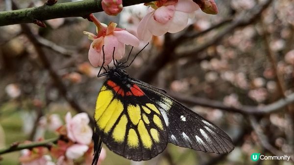 深圳梅園千朵梅花