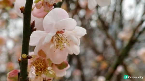 深圳梅園千朵梅花