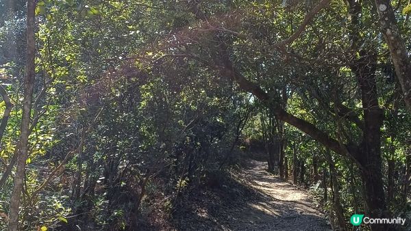 2024大年初三，粉嶺-北大刀屻-大刀屻-嘉道里農場
