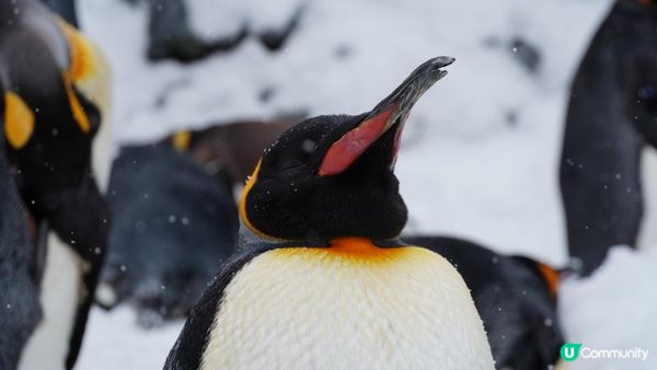 【北海道自由行2024】必去景點！企鵝散步零距離🐧？冬日限定日本旭川市旭山動物園❄️企鵝遊行攻略&北極熊餵食秀｜信用卡不見了感謝北海道警察👮🏻成吉思漢大黑屋😋｜日本4K VLOG momojo