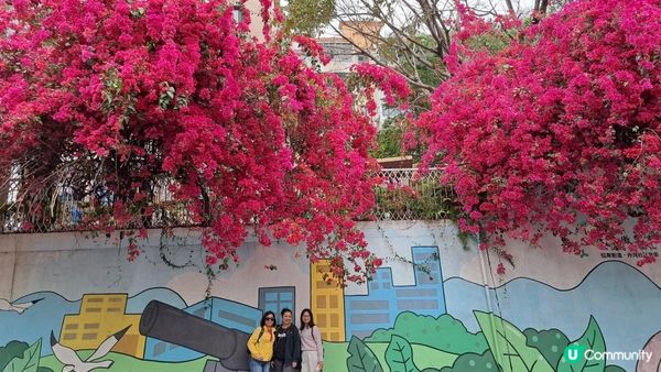 《深圳賞櫻🌸之旅》華英路景觀公園(櫻花列車🚈玻璃觀景台)，小南山公園(赤灣煙墩)