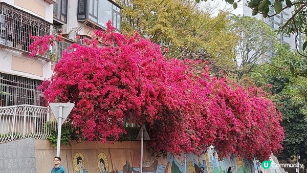 《深圳賞櫻🌸之旅》華英路景觀公園(櫻花列車🚈玻璃觀景台)，小南山公園(赤灣煙墩)